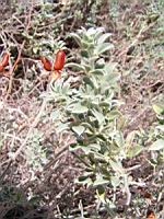 Dorycnum - Dorycnum hirsutum (en Corse) (03) (Photo F. Mrugala)